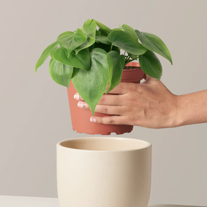 Филодендрон сердцевидный